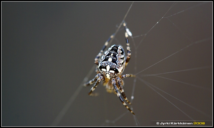 Araneus diadematus Ristihämähäkki