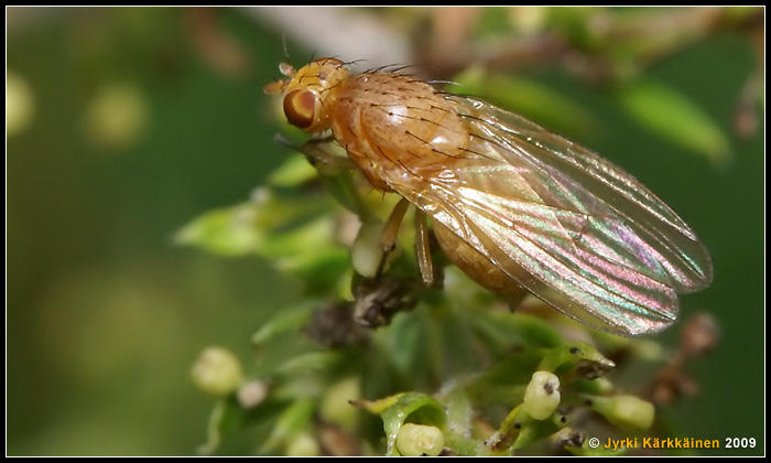 Sapromyza sp. Lehtokärpänen