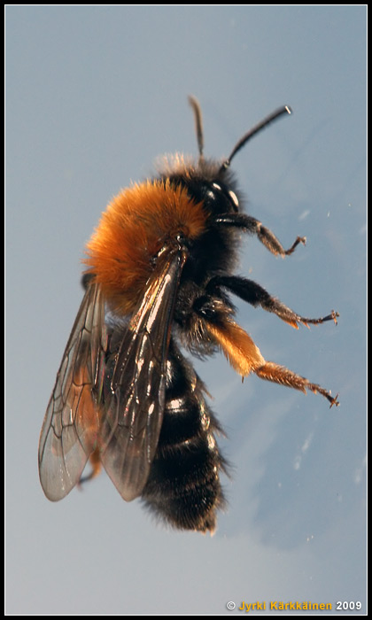 Andrena clarkella Raitamaamehiläinen