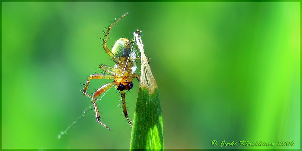 Araniella sp. Kurkkuhämähäkki