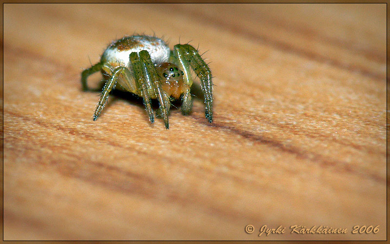 Araniella sp. Kurkkuhämähäkki