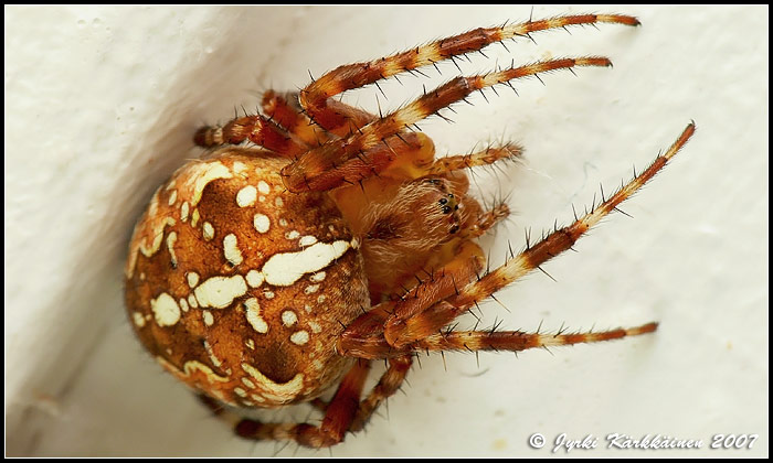 Araneus  diadematus Ristihämähäkki