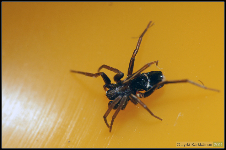 Micaria cf. pulicaria Kivikkohämähäkki