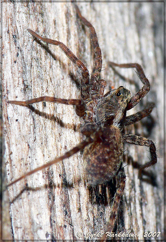 Pardosa sp. Susihämähäkki